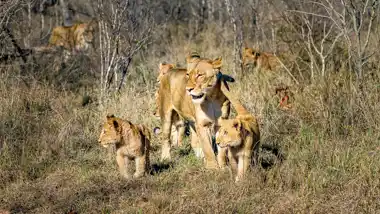 Kruger National Park - © www.theguys.co.za