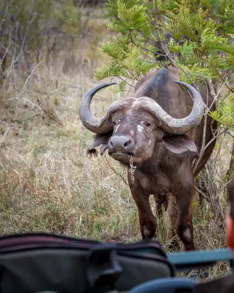 Kruger National Park - © www.theguys.co.za
