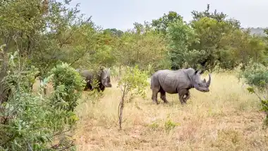 Kruger National Park - © www.theguys.co.za